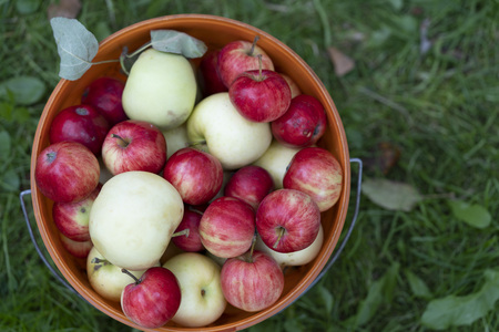 Red and yellow apples in a plastic bucket on a green grassの写真素材