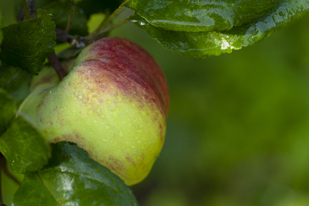 Ripe apple covered with dew drops on a treeの写真素材