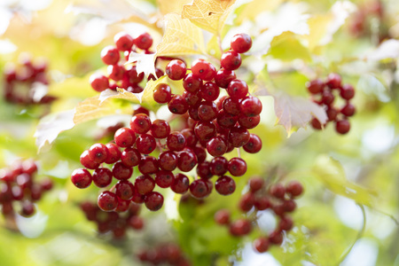 Fruits of a viburnum on a branch. Guelder rose.の写真素材
