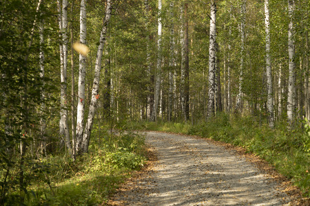 Gravel road in the autumn forest on a sunny afternoonの写真素材