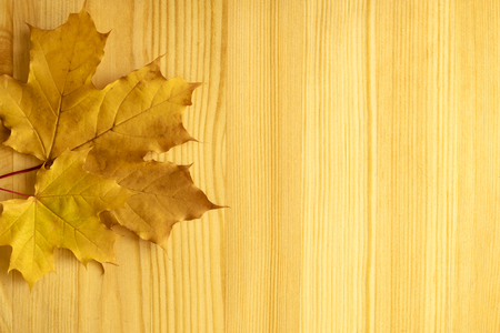 Maple tree leaf on a a wooden background.の写真素材