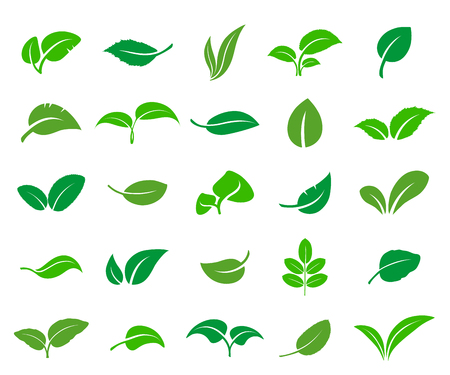 A set of abstract leaves of various trees and plants. Vector icon.のイラスト素材