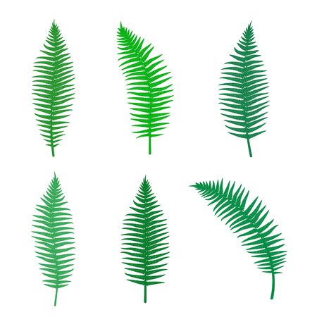 Fern silhouette set of different branchesのイラスト素材