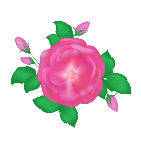 Rose is a flower. Bouquet of roses isolated on white background. Element for your design.のイラスト素材