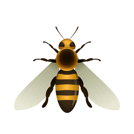 Bee. Vector illustration, isolated on white background.のイラスト素材