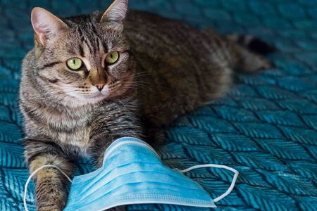 On a dark turquoise background a cat in a medical mask. The cat is striped gray. Blue antiviral protective mask for cats, Protective face mask for animals. COVID-19, coronovirus. Medical mask from coronavirus.の写真素材