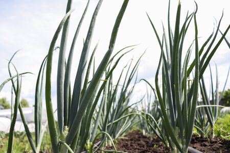 Arrows of young green garlic on open soil. Plants without GMOs. The beds of the unripe crop. Vegetarian food. Regenerative agriculture. Horizontal position.の写真素材