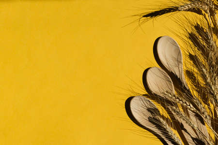 Cereal crop on a yellow background. Wooden spoons, spikelets with hard shadows. Natural raw materials for food. Copy space.の写真素材