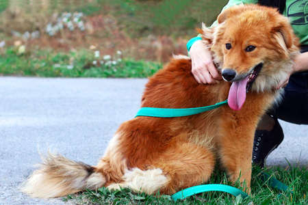 The girl hugs a red dog. The relationship between man and animal. Trust, friendship and love for...