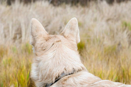 Dog in nature. Taking care of animals while traveling. The concept of trust, friendship and love for...