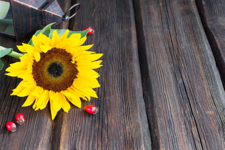 Fresh yellow sunflower and autumn leaves on a wooden background. Thanksgiving Day.の写真素材