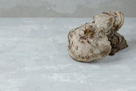 Medicinal chaga mushroom, shelf mushroom on a light background. Raw materials for naturopathy....