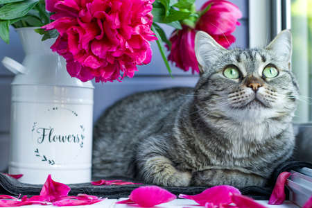 Cute tabby cat with green eyes with a bouquet of peonies. Cozy morning at home. The cause of human allergy during flowering, to animal hairの写真素材