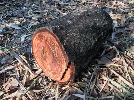 Timber with leaves on a nature background. Timber with leaves background. Texture background.