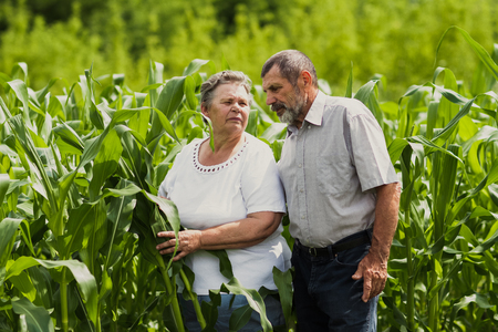 happy senior couple standing on the green fieldの写真素材