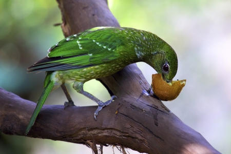 Green catbird perched in a tree branch eating fruit  Port Douglas, North Queensland Australia の写真素材