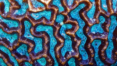 Macro abstract image of living brain coral underwater close-up の写真素材