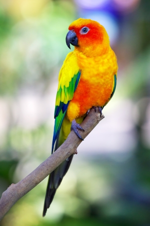 Sun Conure Parrotの写真素材
