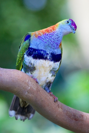 Colorful tropical rainforest bird perched on tree branch の写真素材