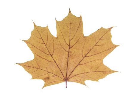 Desiccated maple leaf. Isolate on white background.