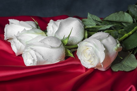 White roses on red satin against a dark background.の写真素材