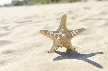 Starfish on the beach under the sunlight.の写真素材
