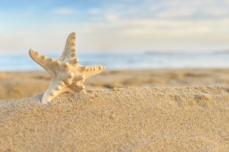 Starfish on the beach under the sunlight.