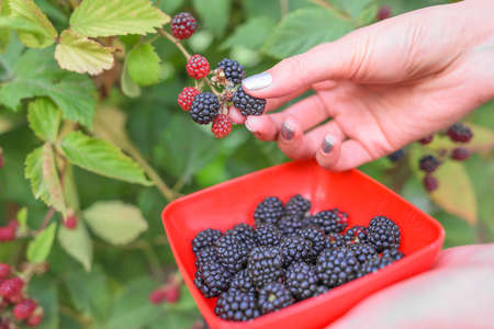 Female hand harvested blackberry into a bowl.の写真素材
