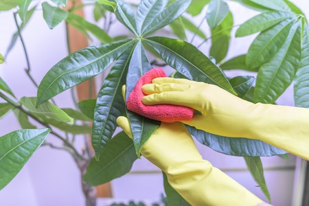Female hands in gloves wipe dust from houseplants.