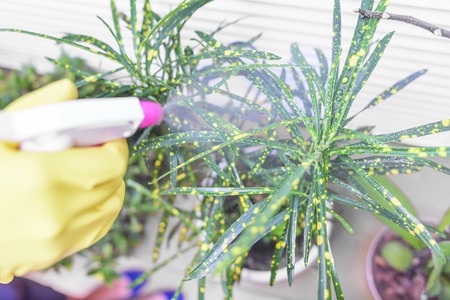 Hand with a spray gun irrigates houseplants.の写真素材