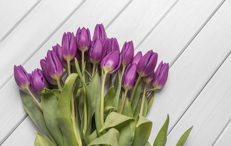 Tulips on white boards.の写真素材