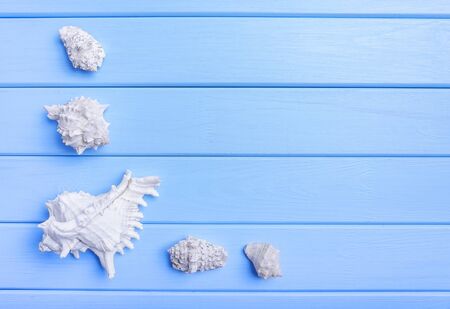 Shells and starfish on blue boards.の写真素材