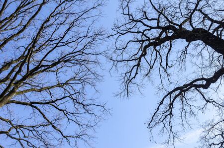 Branches of a tree without leaves against the sky. Close-up.の写真素材