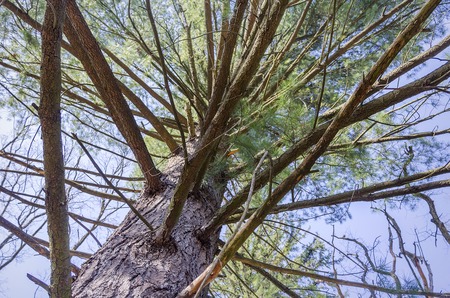 Branches of a tree view from below.の写真素材