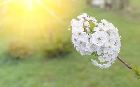Flowering spring trees in the garden. Flowers close-up.の写真素材