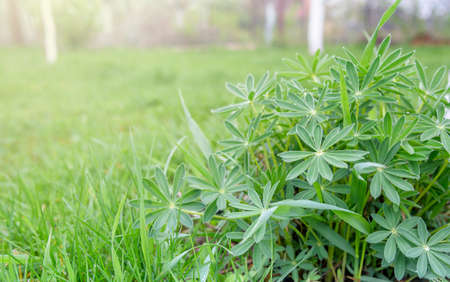 A bush on the background of grass in the garden.