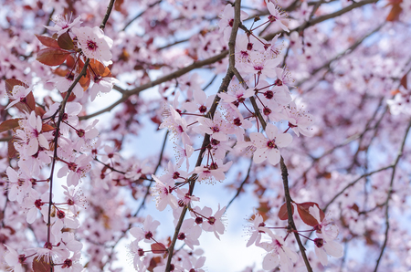 Blossoming spring tree. Beautiful pink flowers close-up.の写真素材
