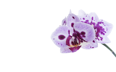 Orchid on a white background.の写真素材
