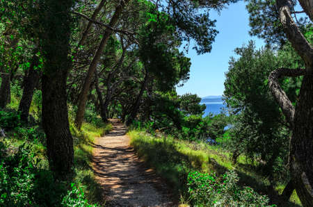 Pine forest on the sea coast on a summer day.の写真素材