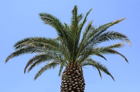 Palm against the sky.の写真素材