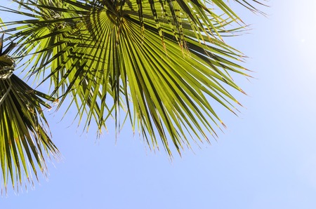 Palm tree against a cloudless sky on a summer day.の写真素材