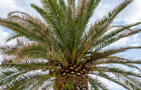 Palm against the sky.の写真素材
