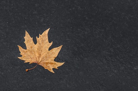 Yellow leaf on wet asphalt.