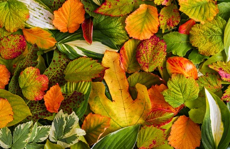 Texture of the leaves in early autumn.