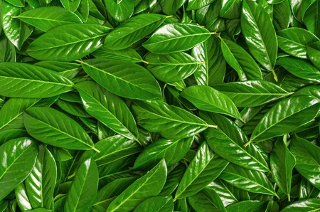Texture of green leaves. Beautiful, rich color.