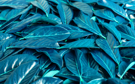 Composition of leaves of blue color. Unusual colors of nature.の写真素材
