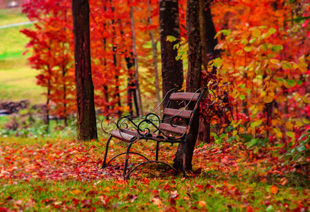 Autumn forest landscape. Old bench in the autumn park.の写真素材