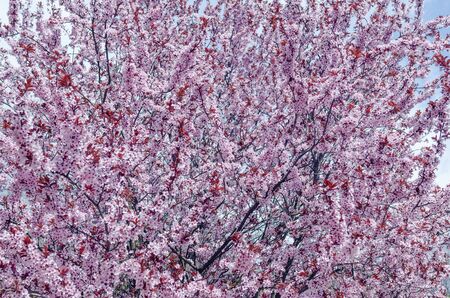Flowers in the trees.の写真素材