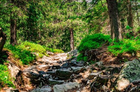 A path in a forest in the Tatra Mountains in Slovakia. Europe.の写真素材