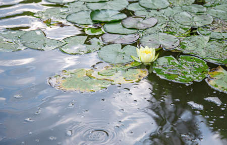 Flowers of water lilies together with leaves.の写真素材